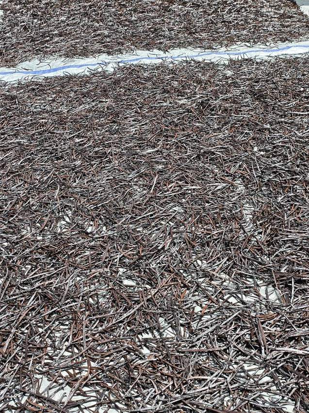 Large batch of Indonesian vanilla beans drying for bulk export