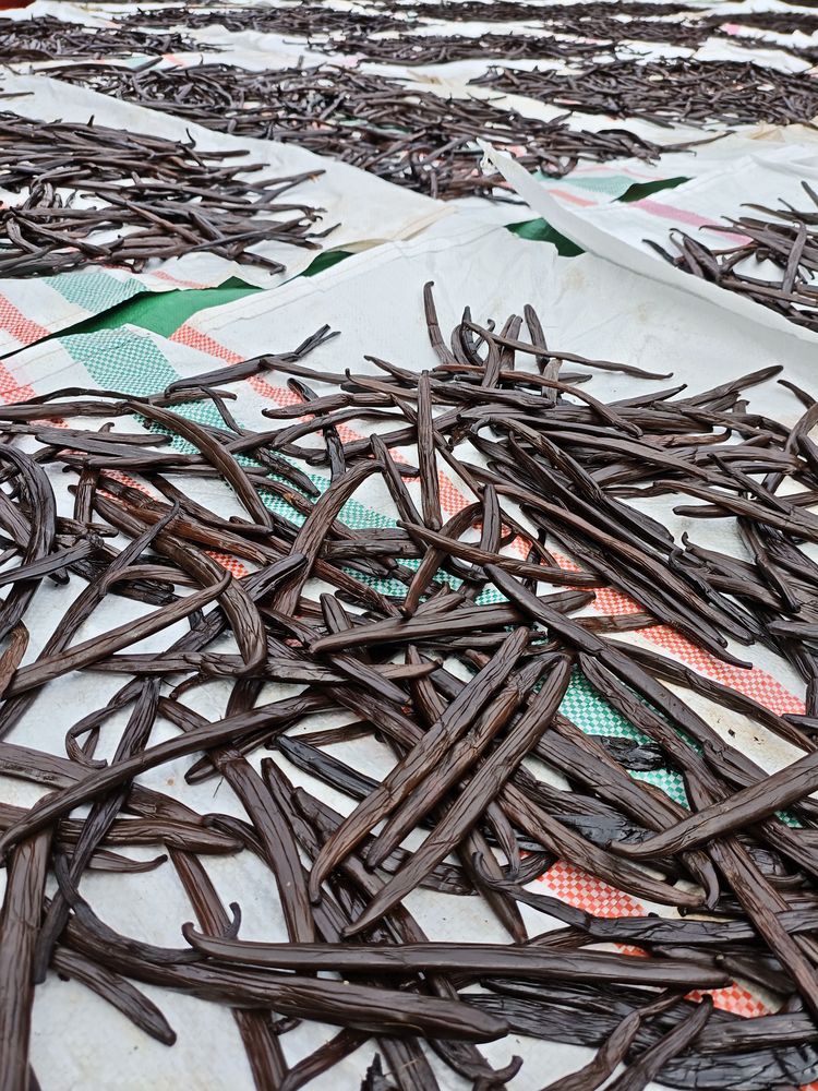 Cured Indonesian vanilla beans drying before grading