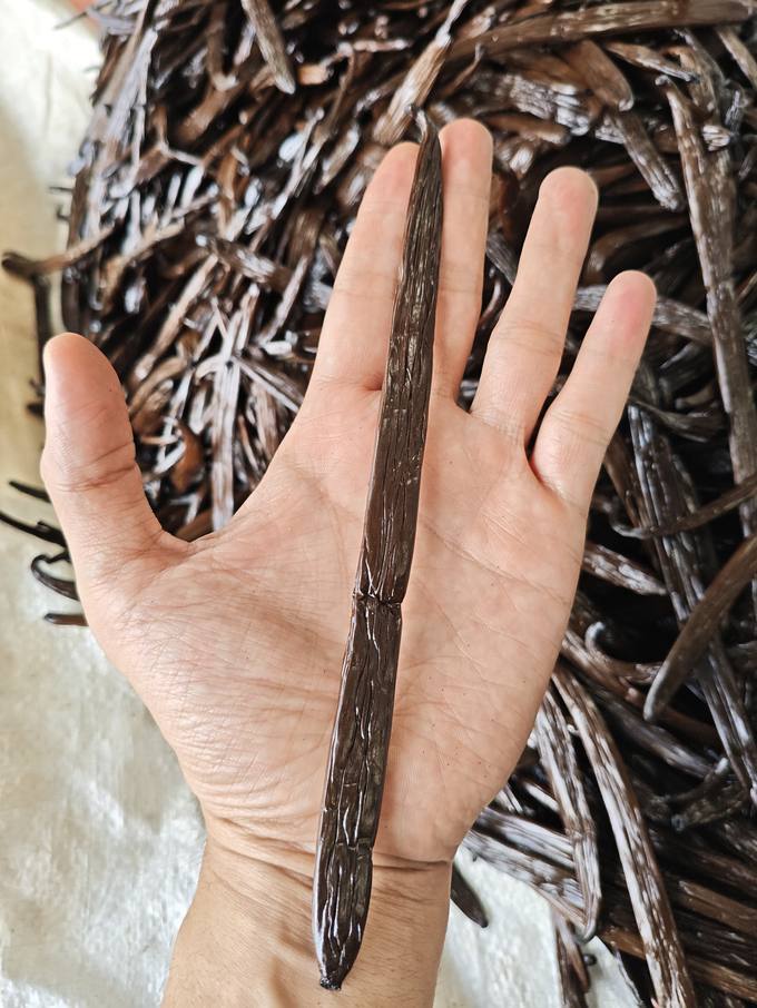 Premium long Grade A Indonesian vanilla bean held in hand for scale