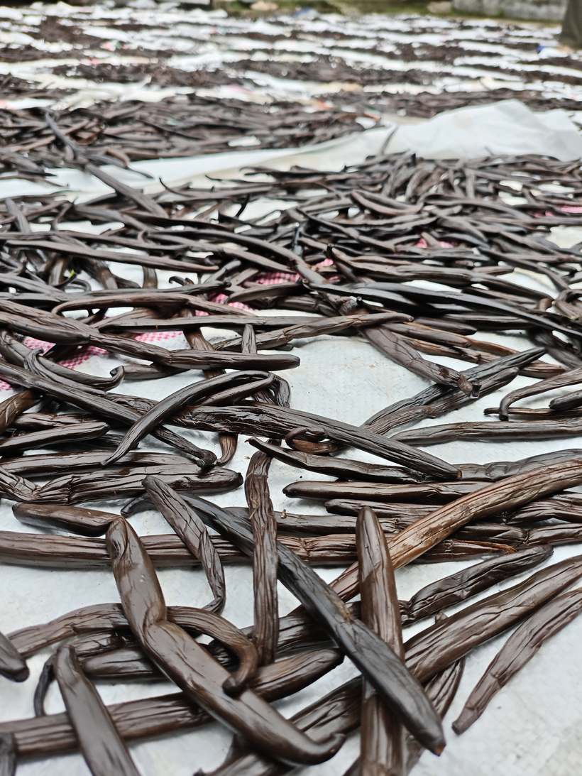 Indonesian vanilla beans drying in the sun during slow curing