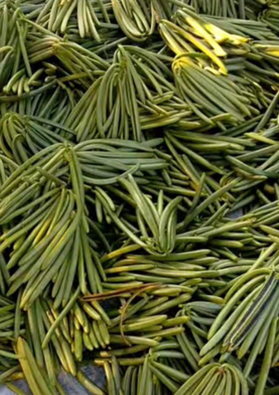Freshly harvested green vanilla pods before curing in Indonesia