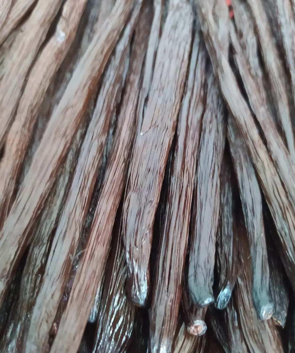 Macro close-up of glossy, oily cured Indonesian vanilla beans showing high quality